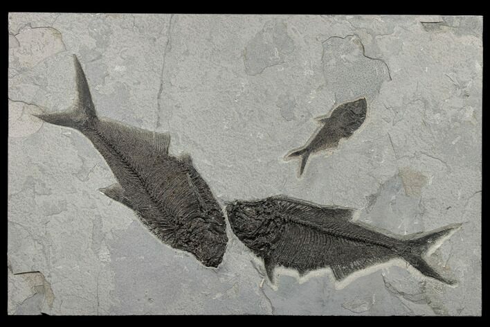 Green River Fossil Fish Mural With Two Huge Diplomystus #189306
